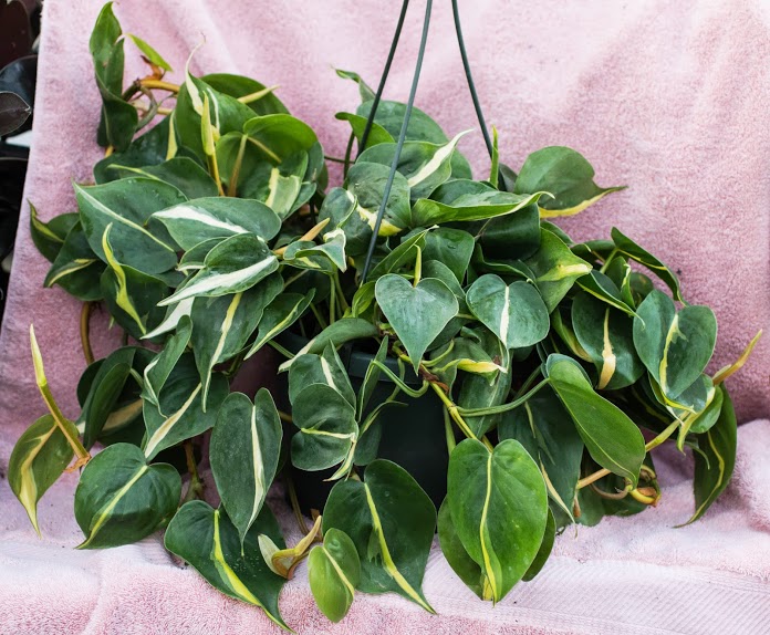 Philodendron plant
