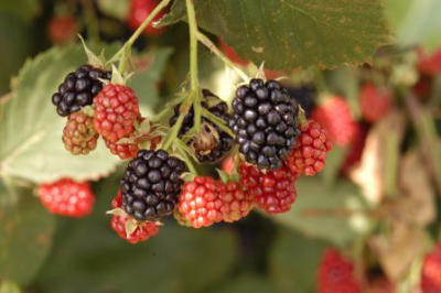 blackberry fruits