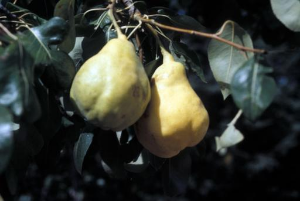 Pear fruit